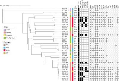 Wide Distribution and Specific Resistance Pattern to Third-Generation Cephalosporins of Enterobacter cloacae Complex Members in Humans and in the Environment in Guadeloupe (French West Indies)